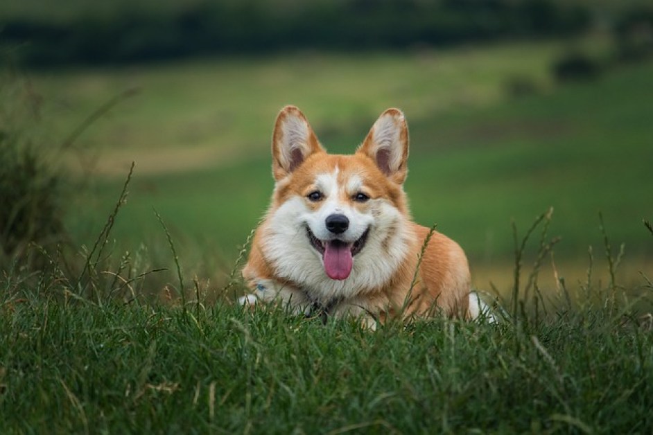 Köpeğinizin Beslenmesinde Yapılan Hatalar