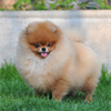 DÜNYA TATLISI MALTİPOO YAVRULARI