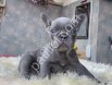 EGZOTİK BLUE FRENCH BULLDOG YAVRULARIM REZERVEYE AÇIK