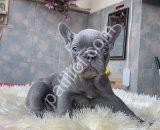 EGZOTİK BLUE FRENCH BULLDOG YAVRULARIM REZERVEYE AÇIK