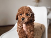 Safkan Toy Poodle Yavrular