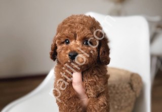 Safkan toy poodle yavrular