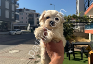 HİPOALERJENİK MALTESE BEBEKLER