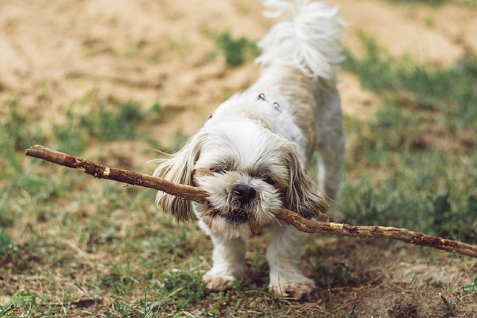 Köpeklerde Doğru Egzersiz Rutini Nasıl Oluşturulur?