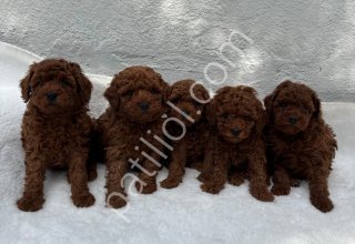 GÜZELLER GÜZELİ POODLE BEBEKLERİM
