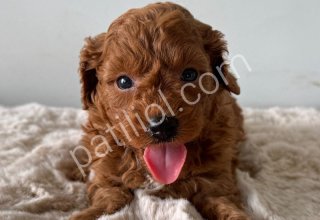 DENİZLİNİN EN GÖZDE ERKEK DİŞİ POODLE BEBEKLERİ