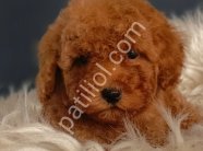Veteriner teknikerinden ırk ve sağlık garantili Toy Poodle