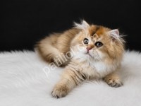 Yoğun Peluş Tüy Yapısı Golden British Longhair Yavru