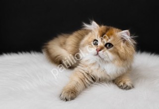 Yoğun Peluş Tüy Yapısı Golden British Longhair Yavru
