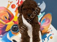 Ruhsatlı İşletmemizden Safkan Toy Poodle Yavruları