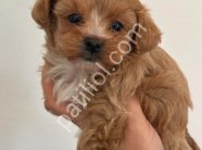 MALTİPOO CİNSİ YAVRULAR EV ÜRETİMİ