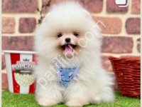 Sevimli Yavrular Pomeranian Boo Ayı Suratlı Gelmiştir
