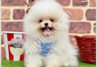 SEVİMLİ YAVRULAR POMERANİAN BOO AYI SURATLI GELMİŞTİR