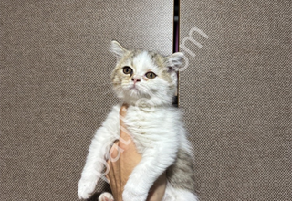 British Shorthair Uygun Yavru