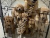 En oyuncu ırk golden retriever