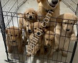 En oyuncu ırk golden retriever