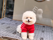 Ayıcık surat pomeranian Boo yavrularım