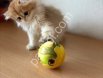 Safkan Golden British Longhair Yavru Kedi