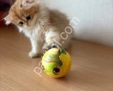 Safkan Golden British Longhair Yavru Kedi