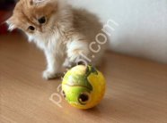 Safkan Golden British Longhair Yavru Kedi