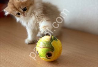 Safkan Golden British Longhair Yavru Kedi