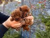En Güzel Toy Poodle Yavrular Satılık