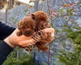 En Güzel Toy Poodle Yavrular Satılık