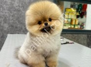 Üst Kalite Pomeranian Boo Yavruları