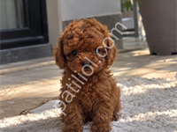 Yeni Aileniz İçin Toy Poodle