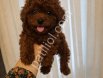 TOY POODLE SEVİMLİ YAVRULAR