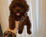 TOY POODLE SEVİMLİ YAVRULAR