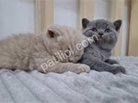 En Sevimli British Shorthair Yavru Kediler