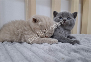 En sevimli British Shorthair yavru kediler