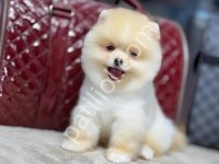 Ayı Suratlı Pomerrian Boo Yavrular Ev Üretimi