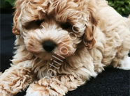 POODLE TADINDA MALTİPO YAVRULAR