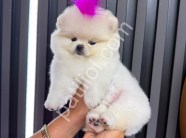 Sağlık ve Irk Garantili Pomeranian Boo