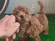 Kore poodle kilo garantili