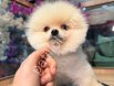 POMERRİAN boo yavrular