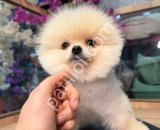 POMERRİAN boo yavrular