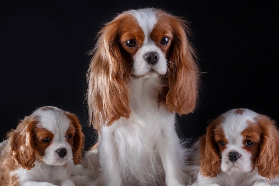 Cavalier King Charles Spaniel Hakkında Her Şey
