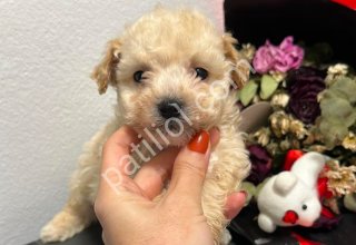 MALTİPOO CİNSİ YAVRULAR EV ÜRETİMİ