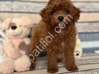 Şecereli Toy Poodle Dişi Erkek Yavrular