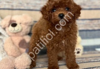 Şecereli Toy Poodle dişi erkek yavrular