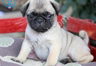 Pug MOPS CİNSİ YAVRULAR EV ÜRETİMİ