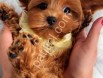Antalya Maltipoo Satılık Yavru
