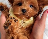 Antalya Maltipoo Satılık Yavru