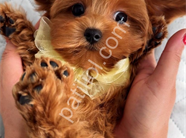 Antalya Maltipoo Satılık Yavru
