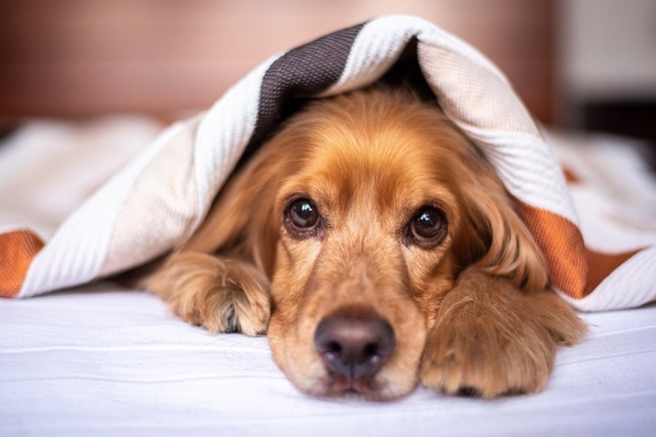 Yaşlı Köpeklerde Bakım Nasıl Olmalıdır ve Dikkat Edilmesi Gerekenler Nelerdir ?