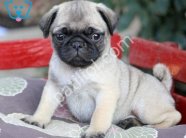 PUG MOPS YAVRULAR EV ÜRETİMİ