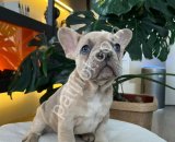 EGZOTİK FRENCH BULLDOG YAVRULARIM HARİKA RENKLER VE ANATOMİLER